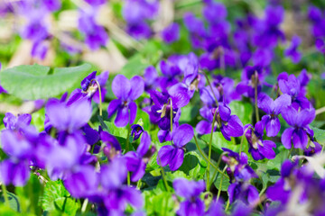 Spring flowers. wood violet, viola odorata, dog wild violet, viola hirta, viola sororia, sweet...