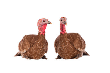two turkey brown isolated on white