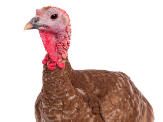 portrait of brown female turkey isolated on white