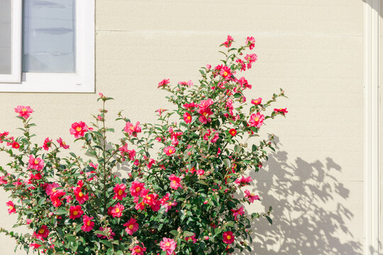 Pink camellia flowers next to an ivory colored building.
