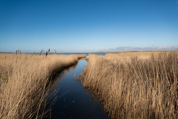 reeds on the bank of lake in denmark