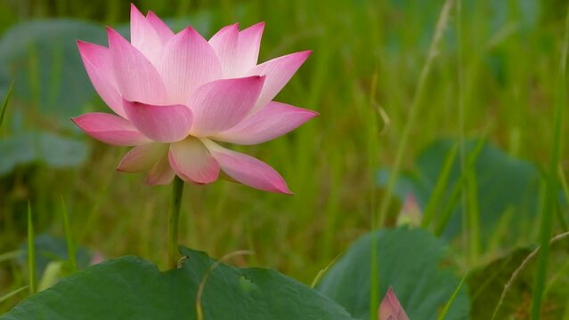 The lotus flowers swayed in the gentle breeze, and the surroundings were covered with lush green grass. Switch focus to green grass.