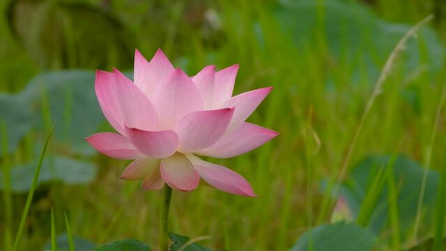 The lotus flowers fluttered in the light breeze and the surroundings were filled with lush green grass.