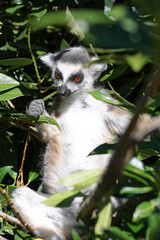 Maki catta petit lémurien  ou singe, écau pelage blanc et gris avec tache marron et yeux orange dans un arbre entrain de manger des feuilles 
