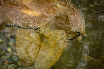 Colourful Jellyfish swimming past