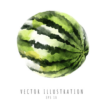 Single full watermelon watercolor painting