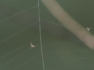spider net in a meadow