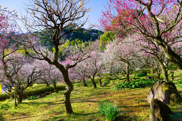 静岡県熱海市　熱海梅園
