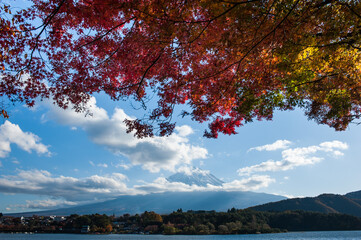 autumn trees in the park