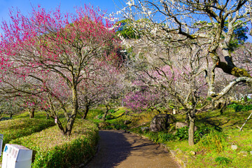 静岡県熱海市　熱海梅園