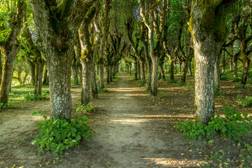 linden alley in the park