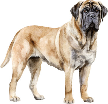 English Mastiff dog illustration created with Generative AI technology