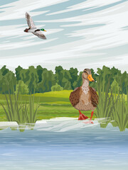 The duck stands on the shore of the lake. Vector realistic vertical landscape. © AnnstasAg