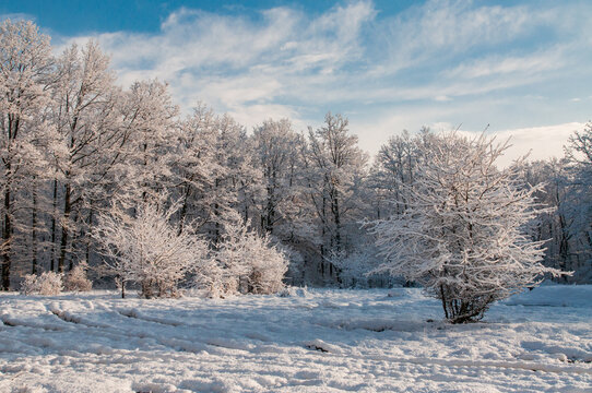 Winter Landscape