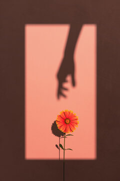 Spring flower with the shadow of a female hand