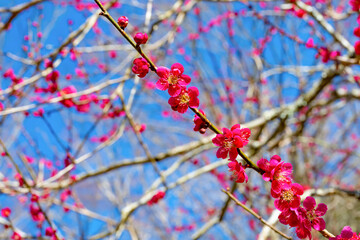 静岡県熱海市　熱海梅園