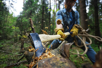 Male worker with an ax chopping a tree in the forest.
