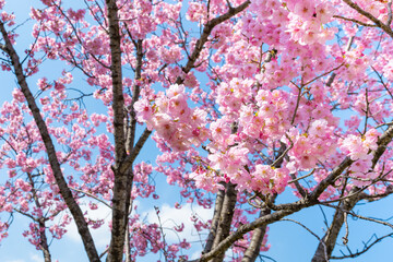 早咲き桜