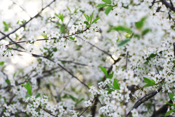 White flowers on a green bush. Spring cherry apple blossom. The white rose is blooming.