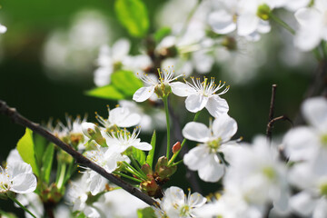 White flowers on a green bush. Spring cherry apple blossom. The white rose is blooming.