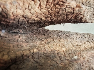 The surface of the old timber has an unusually beautiful scaly pattern.