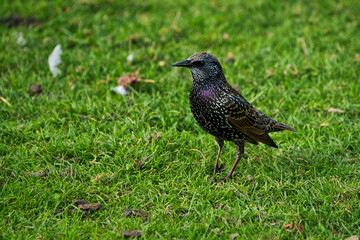 Common starling on grass