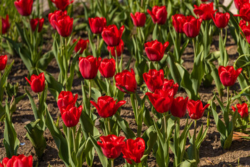 Brasov, Romania. The Brasov Council Square Piata Sfatului .