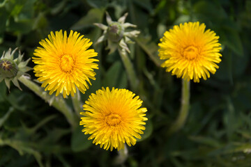 Yellow flowers of dandelions in green backgrounds. Spring and summer background