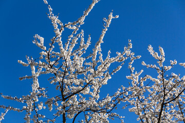 White flowers bloom in the trees. Spring landscape with blooming sakura tree. Beautiful blooming garden on a sunny day. Copy space for text