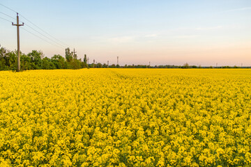 Romania. Rapeseed field, Carpathian Mountains.