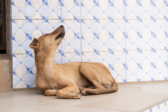 dog lying in the street