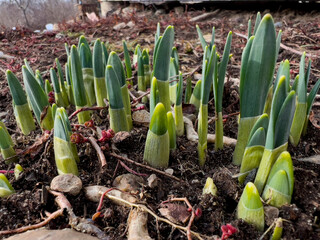 Early lush spring nature daffodil bloom emerging  soil ground nature