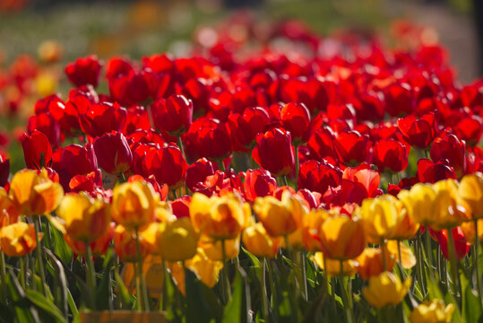 Tulip spring flowers bloom nature field garden