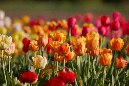Fototapeta Tulip spring flowers bloom nature field garden
