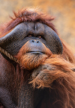 Northwest Bornean orangutan up close 