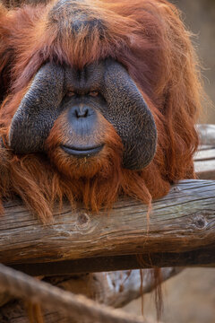 Northwest Bornean orangutan up close 