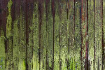 Fototapeta premium Old grungy wooden wall with lichen on weathered boards