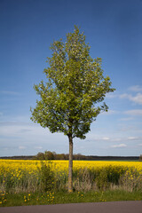 Apple Tree And Rapeseed Field In Spring