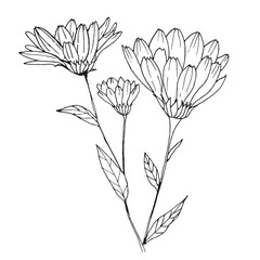 Calendula flower, vector black and white illustration. Hand drawn, line art.