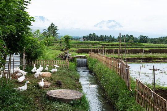 Ducks and rice fields in Tabanan