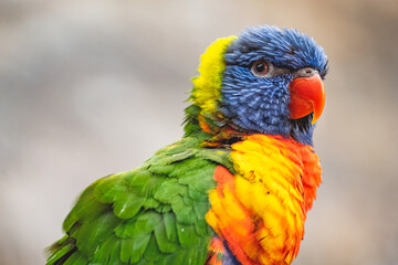 Bunter Vogel