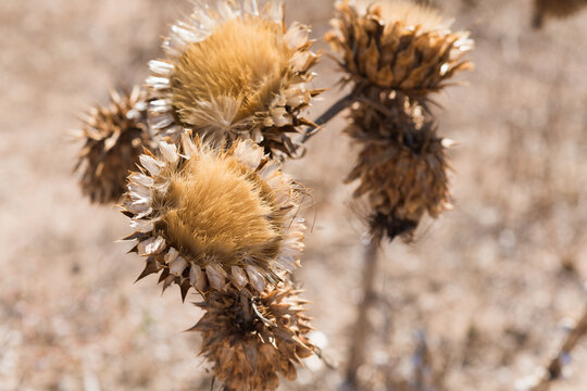 golden thistle