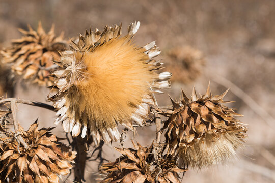 golden thistle