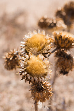 golden thistle