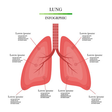 Lungs Infographic Guidelines medical science learning pattern, media, internal organs and infographics, vector presentations.