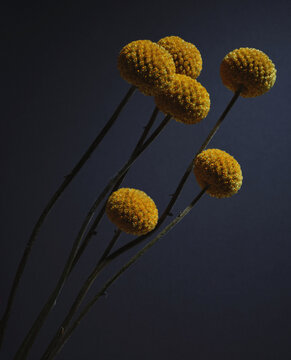 Natural Yellow Dried Flowers 