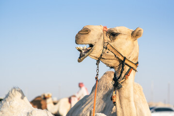 Camel at the traditional camel market in Haf Al-Batin in Saudi Arabia