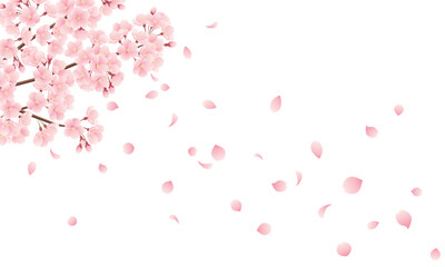 花びら散る桜のイラスト - obrazy, fototapety, plakaty