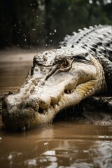 Obraz premium Crocodile in Water