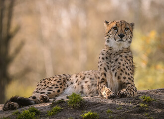 Cheetah